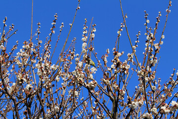 Birds feeding itself from Japanese white flowers