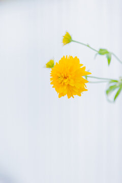 八重山吹images Browse 57 Stock Photos Vectors And Video Adobe Stock 八重山吹images Browse 57 Stock Photos Vectors And Video Adobe Stock