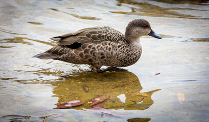 Pacifiic Black Duck