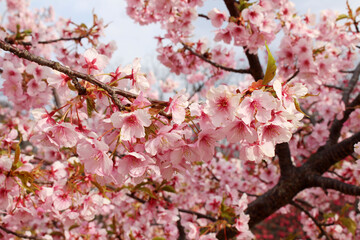 Pink sakura or shidari ume flowers during spring