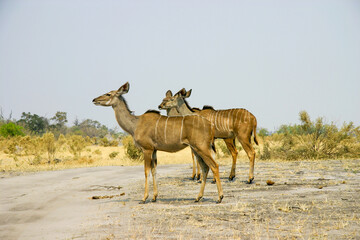 Female Greater Kudus in the Central Kalahari Game Reserve