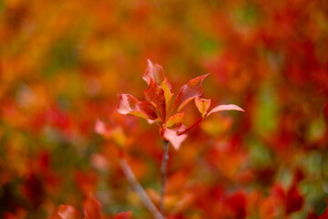 ドウダンツツジ（紅葉）