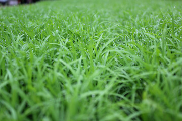 spring season abstract natural background of green rice farm close up with water drop . grass with water drops . 