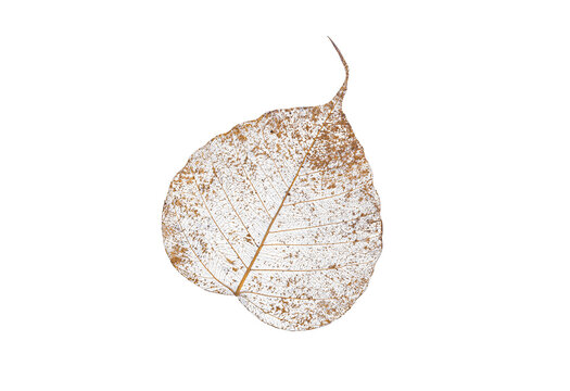 Leaf veins and skeleton of dry aged SPOTTED SICKLEFISH on isolated white background