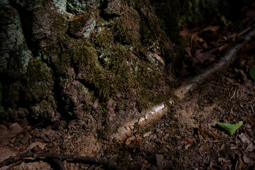 grass at the base of trees with bark in the green forest
