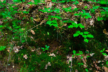 grass at the base of trees with bark in the green forest