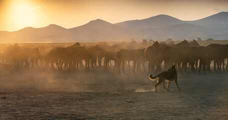 Western cowboy riding horses with dog in cloud of dust in the sunset