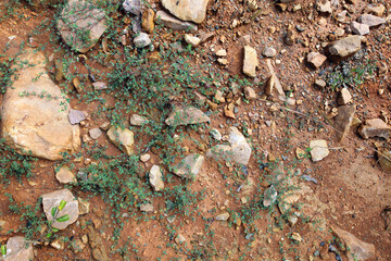 Wet ground, yellow soil, there are many small stones, details of the texture