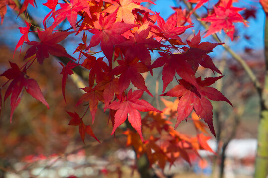 red autumn leaves