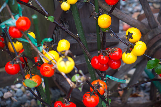 red and yellow cherry tomatoes on the tree