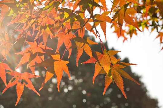 autumn leaves on the tree