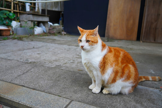 tabby cat sitting on the floor