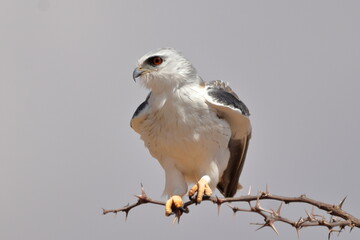 Black-shouldered Kite