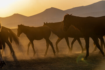 Fototapeta na wymiar Western cowboy riding horses with dog in cloud of dust in the sunset