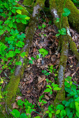 grass at the base of trees with bark in the green forest