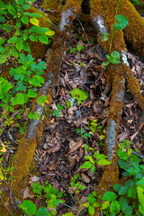 grass at the base of trees with bark in the green forest