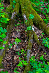 grass at the base of trees with bark in the green forest