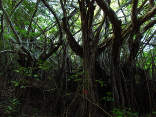 東京都･小笠原諸島･母島･ガジュマル