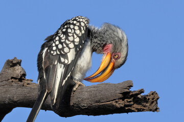 Southern Yellow-billed Hornbill