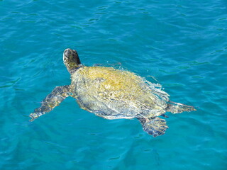 東京都･小笠原諸島･母島･ウミガメ