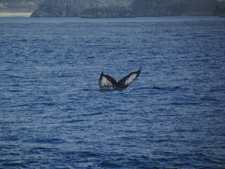 Fototapeta premium 東京都･小笠原諸島･父島･クジラ