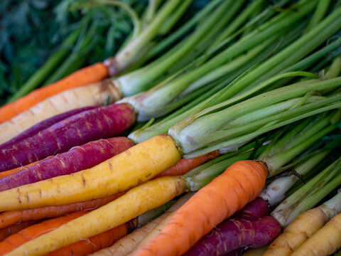 Rainbow carrots with full tops cleaned and stacked diagonally