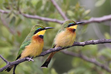 Pair of Little Bee-eaters