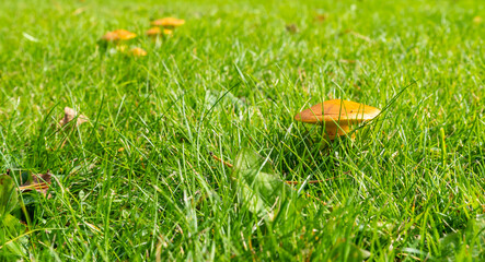 Green lawn with edible yellow boletus close-up