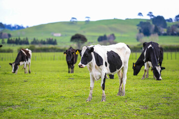 Fototapeta na wymiar Cow in the pasture, North island, New Zealand 