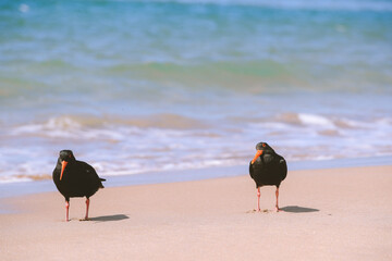 Bird on the beach, Royal Billy Point Park, Pauanui, New Zealand
