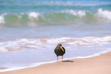 Bird on the beach, Royal Billy Point Park, Pauanui, New Zealand
