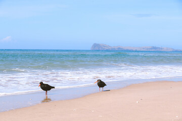 Bird on the beach, Royal Billy Point Park, Pauanui, New Zealand
