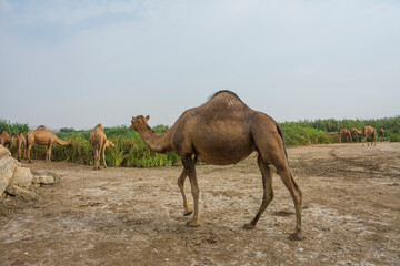 Camel