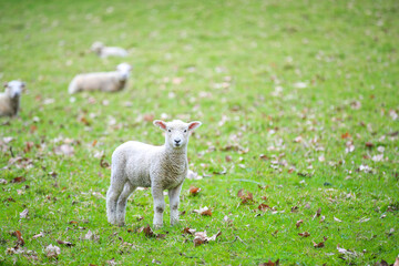 Fototapeta premium Sheep in the pasture, Wenderholm Regional Park, New Zealand 