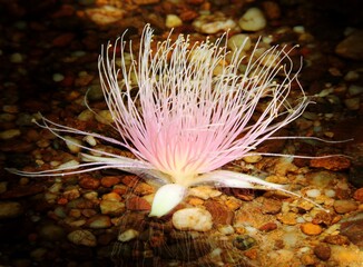 沖縄県･西表島･サガリバナ