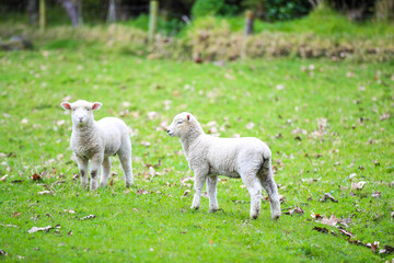 Obraz na płótnie Canvas Sheep in the pasture, Wenderholm Regional Park, New Zealand 