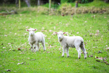 Obraz premium Sheep in the pasture, Wenderholm Regional Park, New Zealand 