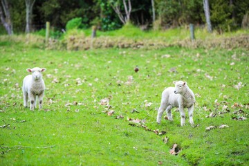 Sheep in the pasture, Wenderholm Regional Park, New Zealand
