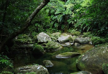 Naklejka na ściany i meble 沖縄県･西表島のジャングル