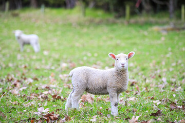 Obraz premium Sheep in the pasture, Wenderholm Regional Park, New Zealand 