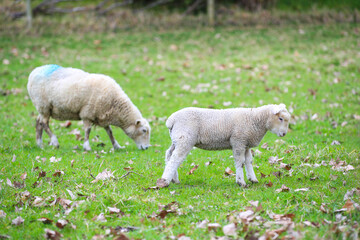 Sheep in the pasture, Wenderholm Regional Park, New Zealand
