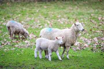 Sheep in the pasture, Wenderholm Regional Park, New Zealand
