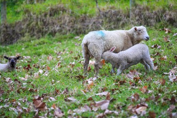 Naklejka premium Sheep in the pasture, Wenderholm Regional Park, New Zealand 