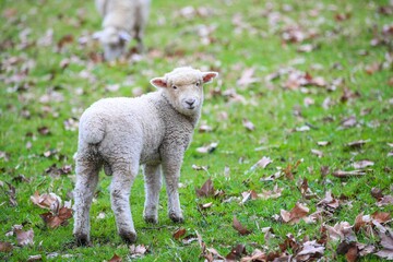 Sheep in the pasture, Wenderholm Regional Park, New Zealand

