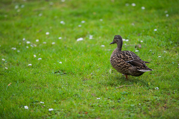 Duck in Wenderholm Regional Park, New Zealand
