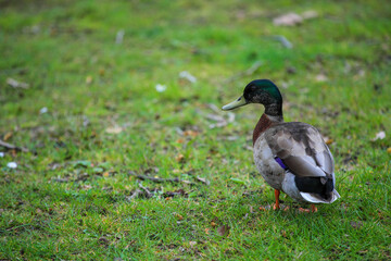 Duck in Wenderholm Regional Park, New Zealand
