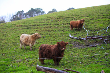 Cattle in the pasture, Matakana, New Zealand