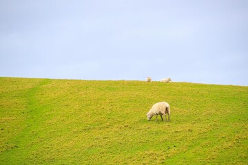 Obraz na płótnie Canvas Sheep in the pasture, Tawharanu, New Zealand