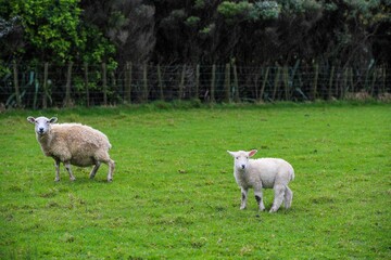 Obraz premium Sheep in the pasture, Tawharanui Regional Park, New Zealand