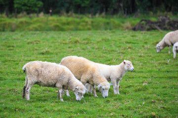 Naklejka na ściany i meble Sheep in the pasture, Tawharanui Regional Park, New Zealand